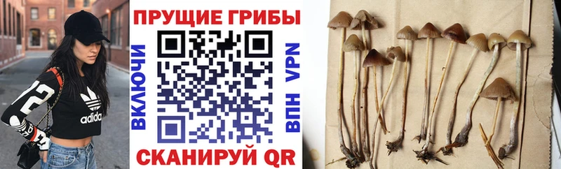 Галлюциногенные грибы мухоморы  Вязники 